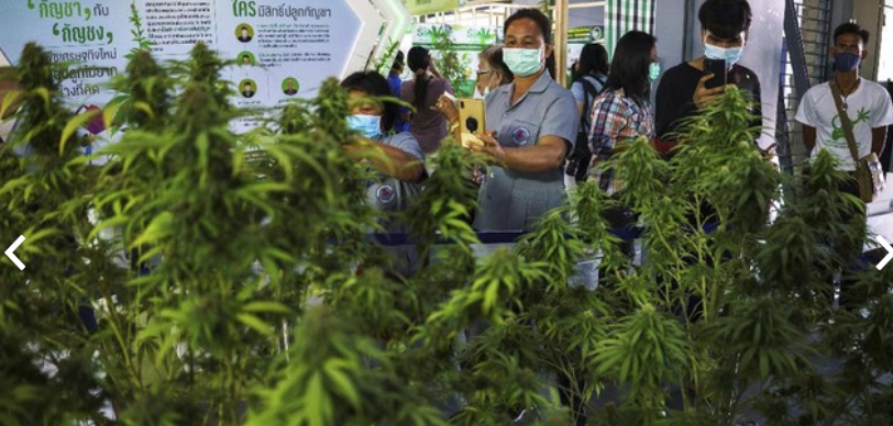 Thailand Waspada, Generasi Mudanya yang Pakai Ganja Naik 10 Kali Lipat